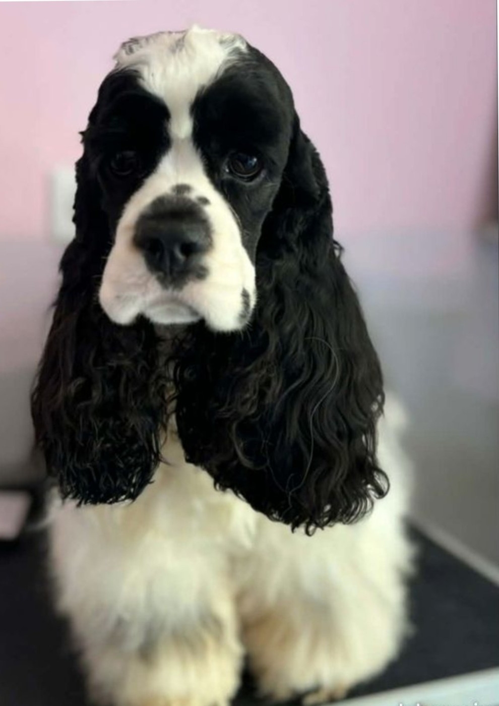 Yulika iron hund